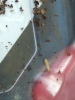 termita2