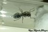 Neoponera sp.
