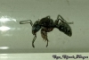 Neoponera sp.