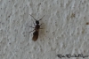 Ponerinae