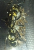 Neoponera