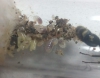 Larvas de Neoponera