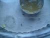 Mosca de la fruta