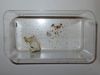 Caja de Ferrero con lepismas
