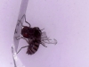 Mosca Fruta Microscopio 1