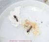grindal-lasius