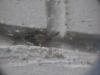 Mosca