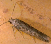 polilla