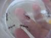 obreras de ectatomma tuberculatun  por lo menos  es lo que yo creo  que es