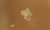 huevos