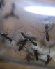 misteriosas