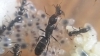 obrera alimentando reina