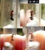 hormiga bicolor