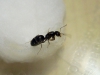 Linepithema humile