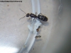L. humile (MariaArgentina)_24_Ene_18_1