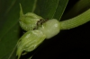 Linepithema