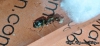 Dorymyrmex sp.