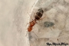 Dorymyrmex sp.