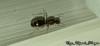 Dorymyrmex sp.