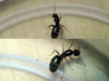 Dorymyrmex 27 Dic 19