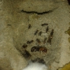 dorymyrmex