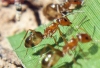 Dorymyrmex Bicolor