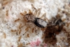 Tapinoma Rep�blica Dominicana