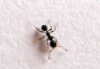 desconocida1438