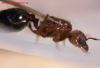 identificar_2