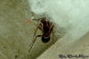 Pogonomyrmex uruguayensis