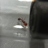 Pogonomyrmex sp. - 2/12/20