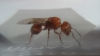 Pogonomyrmex 2