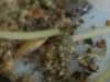 Comida