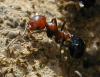 Messor sp