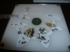 messor barbarus