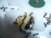 messor barbarus