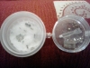 reina Messor barbarus