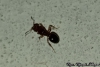 Pheidole sp.