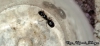 Pheidole sp.