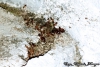 Pheidole sp.