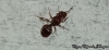 Pheidole bergi
