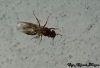 Pheidole bergi