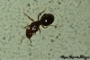 Pheidole sp.