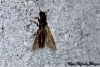 Pheidole aberrans