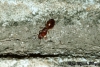 Pheidole sp.