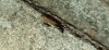 Pheidole aberrans