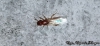 Pheidole spininodis