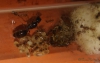 Pheidole aberrans
