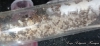 Pheidole aberrans
