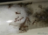 Pheidole bergi